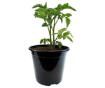 Load image into Gallery viewer, 1/2 Gal. Black Black Plastic Nursery Pot (8,100 Per Pallet) also called a 1-gallon trade pot.
