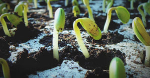 How to Succeed at Seed Germination and 7 Common Mistakes to Avoid