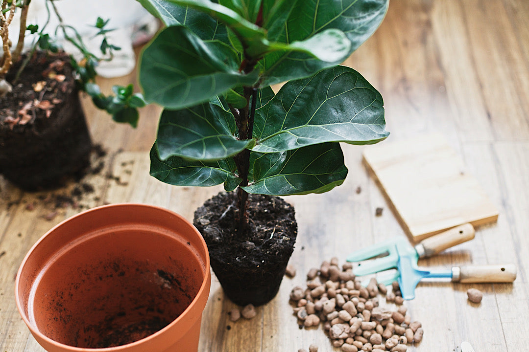 ‘I’m A Plant Doctor, and This Is How You Should Pot a Large Plant’