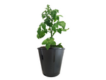 Load image into Gallery viewer, 5 Gal. Nursery Trade Pots (4.02 Gal / 15.19 l) 1,608 Unit Pallet
