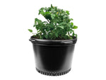 Load image into Gallery viewer, Viagrow 10 Gallon Nursery Pot, 5 Pack
