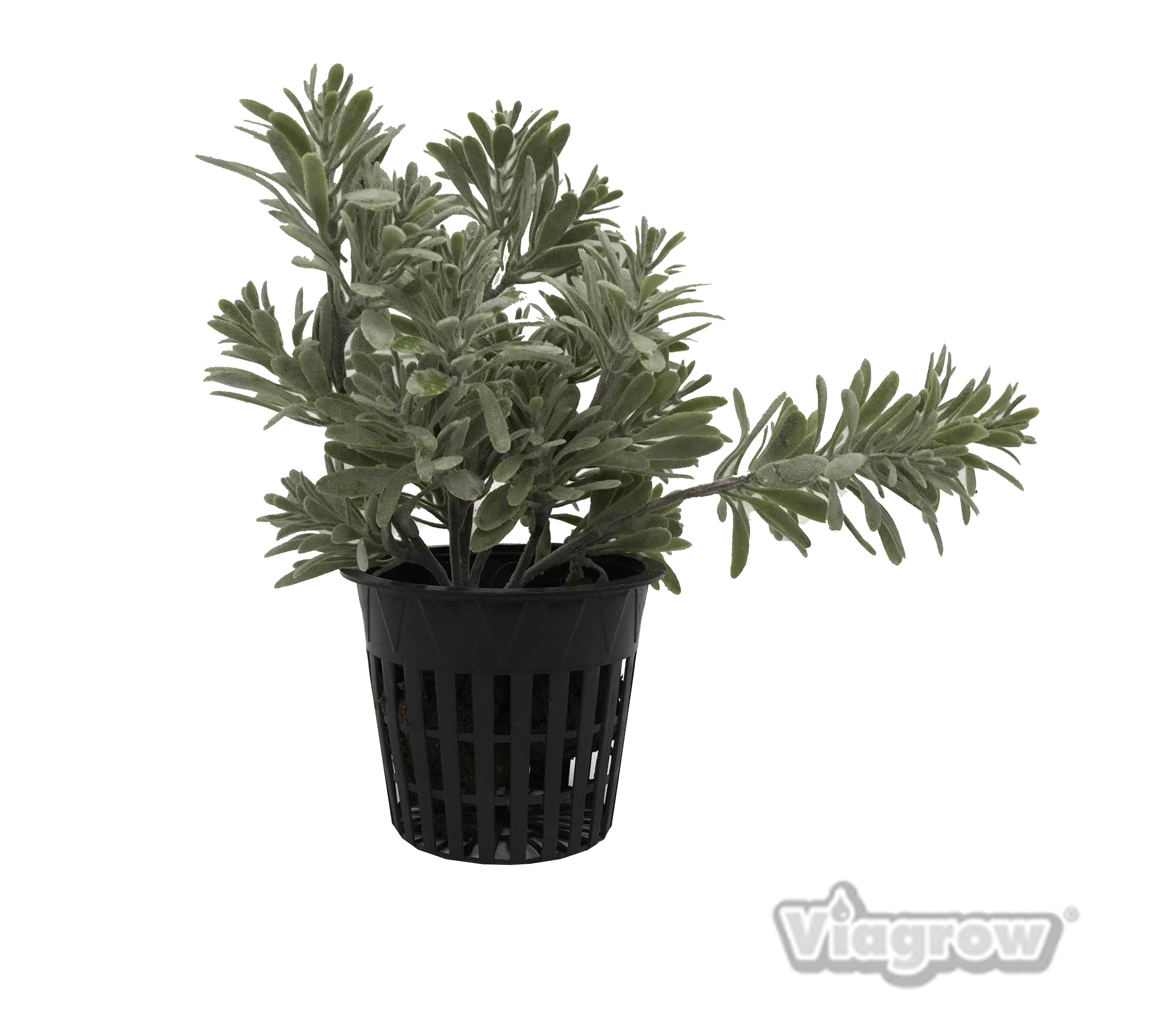 Viagrow 3.75 in. Net Pot, Case Quantity of 1250 Pack