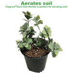 Load image into Gallery viewer, Viagrow Coco Coir Plus Perlite, Premium Grow Media, 70% Coir 30% Perlite, Resists Compaction, Indoor and Outdoor Gardening 50liter / 53 quarts / 1.7 cubic ft / 13.3 gal / 12KGS, Pallet of 72 Bags
