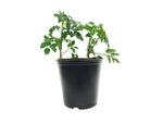 Load image into Gallery viewer, 2 Gal. Plastic Nursery Pots (7.57 l)  Partial Pallet - 1,150 Units
