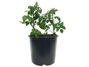Viagrow 3 PLUS Gallon Nursery Pot, 24 Pack
