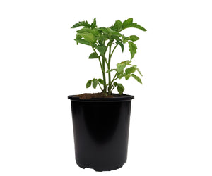 Viagrow 1/2 Gal. Black Black Plastic Nursery Pot (4,840 Per Pallet)