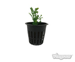 Load image into Gallery viewer, Viagrow Net Pot, 2 in. Black
